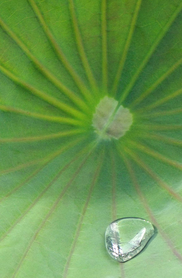 Abstract Lotus Lily Leaf Photograph by David Clode