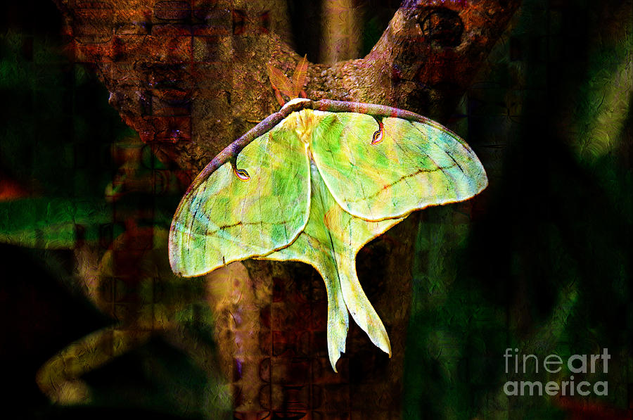 Abstract Luna Moth Painterly Photograph by Andee Design