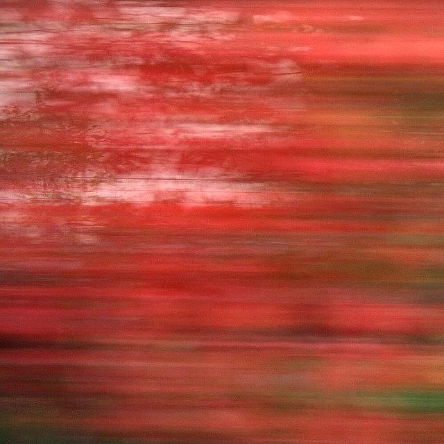 Nature Photograph - #abstract #motionblur #movement #nature by Mariana Mincu Nature Photograph - #abstract #motionblur #movement #nature by Mariana Mincu