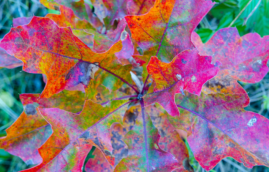 Abstract Oak Leaves Photograph by Lynn Hansen