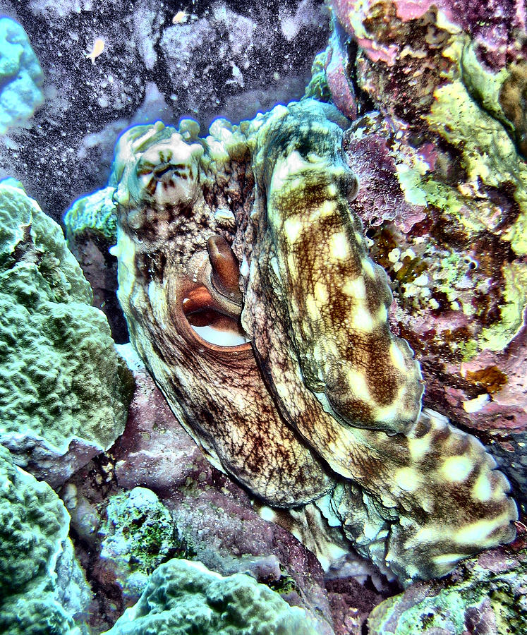 Colourful Octopus #1 Digital Art by Roy Pedersen