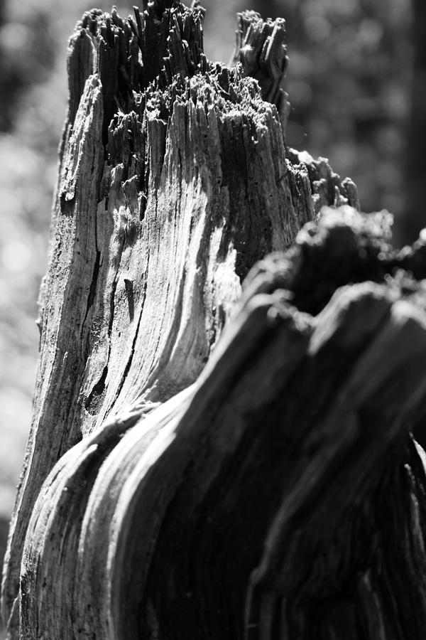 Abstract Of A Broken Tree Photograph by Kelly Hazel