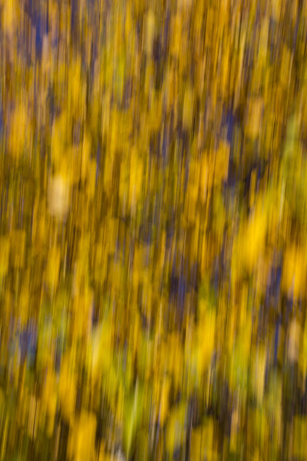 Abstract of Autumn Gold Photograph by David Pyatt