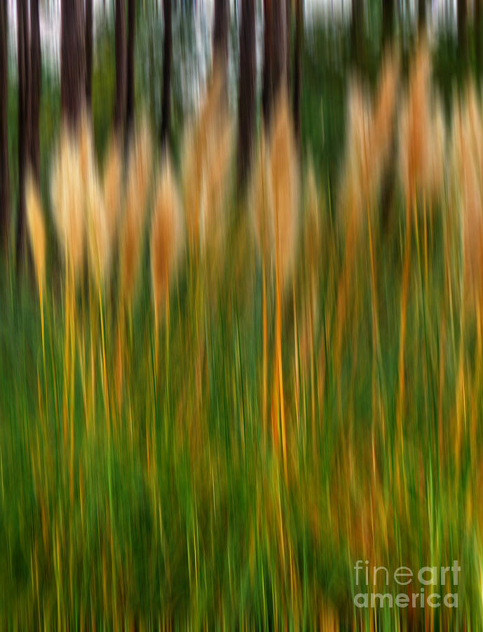 Abstract of Movement Photograph by Dave Bosse