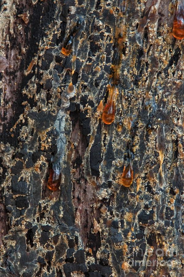 Abstract of Sap on Tree Bark Photograph by John Harmon