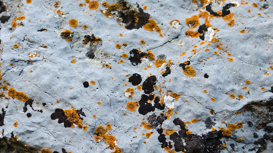 Abstract Photograph - Abstract Orange Lichen 1 by Chase Taylor