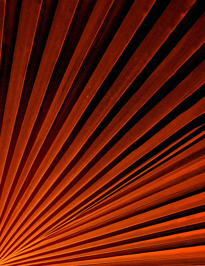 Abstract Orange Palm Frond Photograph by Phil Perkins