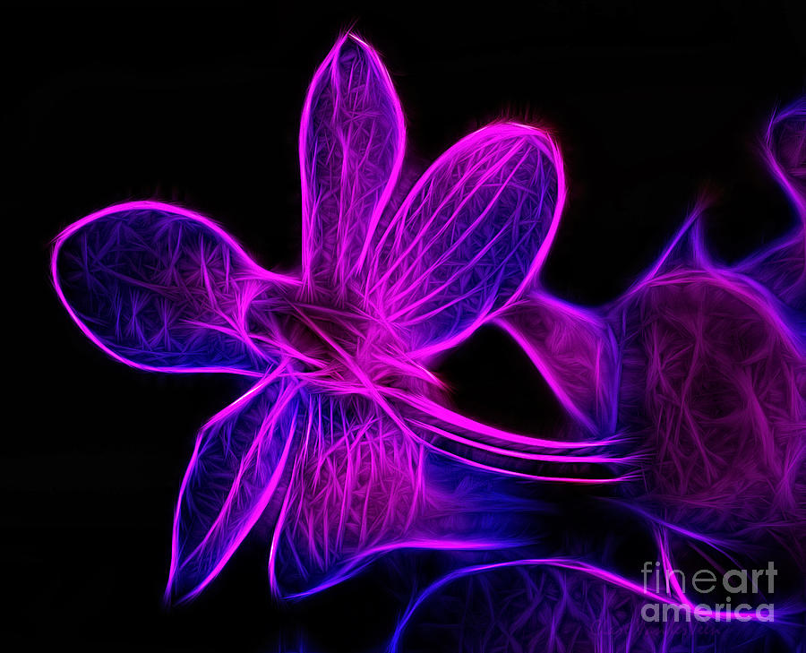 Abstract Orchid Photograph by Clare VanderVeen