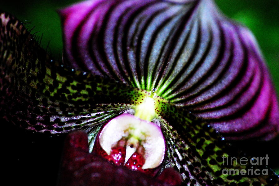 Outrageous Orchid Photograph by Nancy Mueller