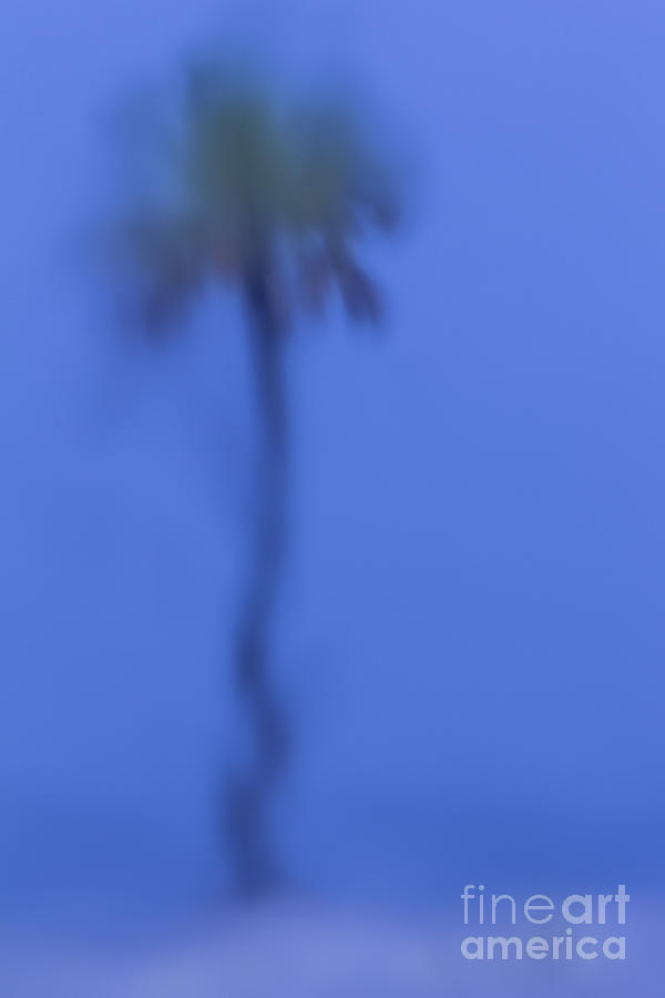 Abstract Palm Photograph by Marvin Spates