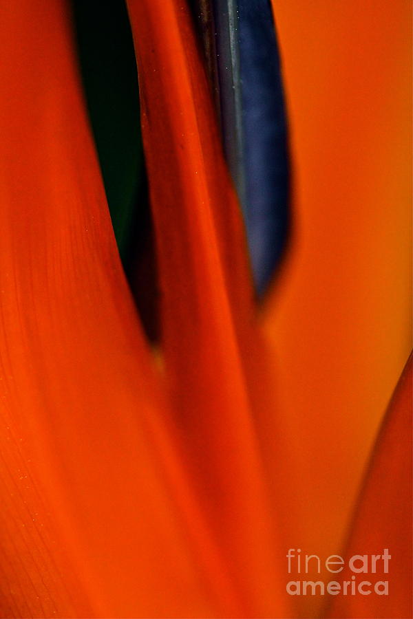 Abstract Paradise Photograph by Michael Cinnamond