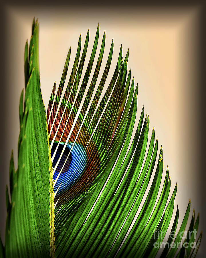 Peacock Palm Frond Photograph by Walt Foegelle