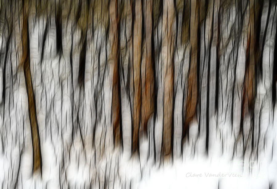 Abstract Pines Photograph by Clare VanderVeen