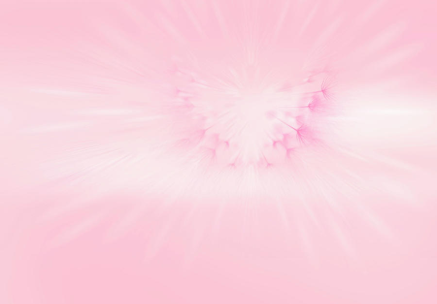 Abstract Pink Backgrounds Of Dandelion Photograph by Ikon Ikon Images