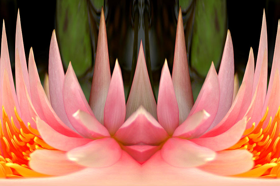 Abstract Pink Water Lily Photograph by Don Johnson