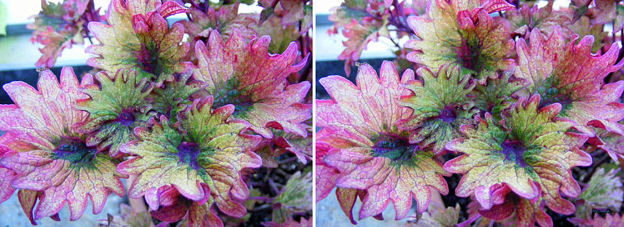Abstract Pretty Leaves in Stereo Photograph by Duane McCullough