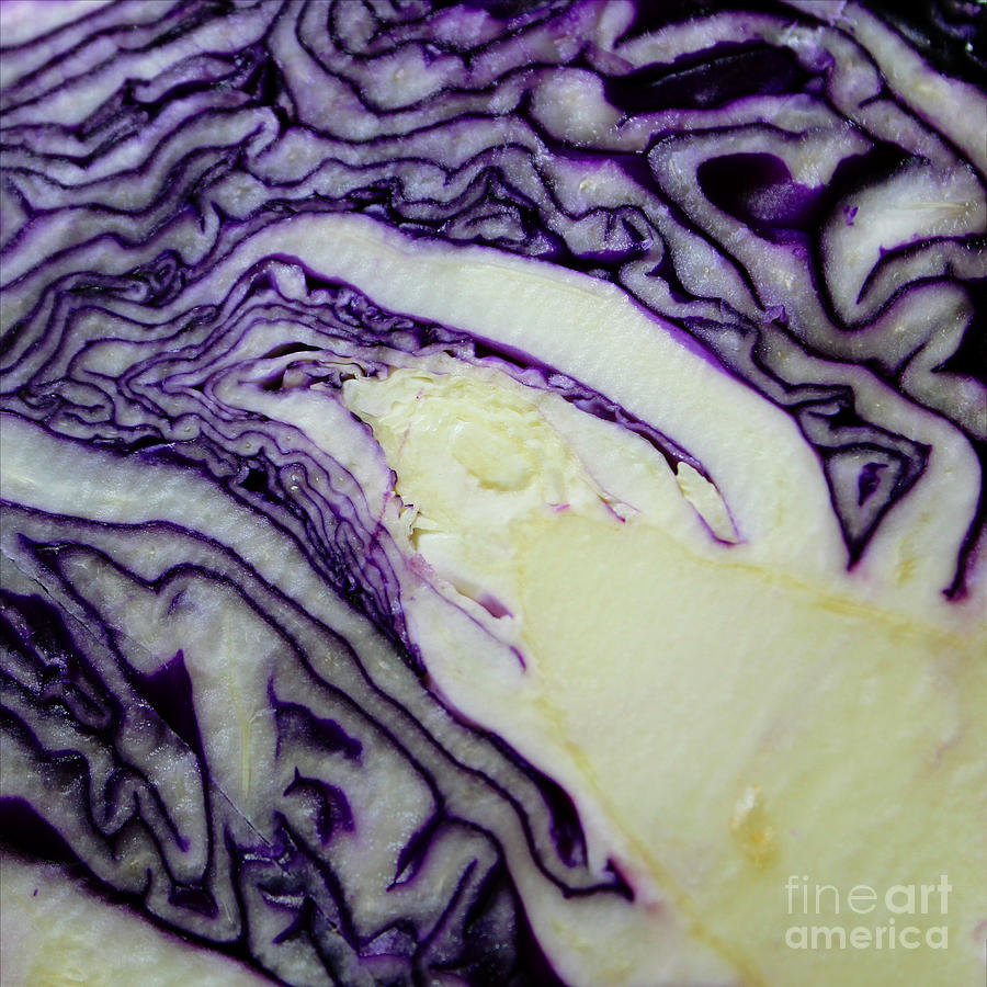 Abstract - Purple Cabbage - Food Photograph by Barbara A Griffin