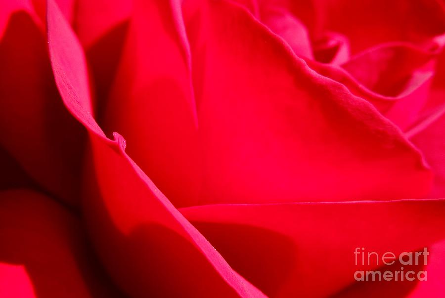 Abstract Red Rose Photograph by Chad and Stacey Hall