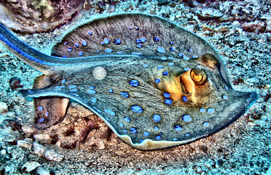 Abstract Digital Art - Abstract Reef Ray by Roy Pedersen