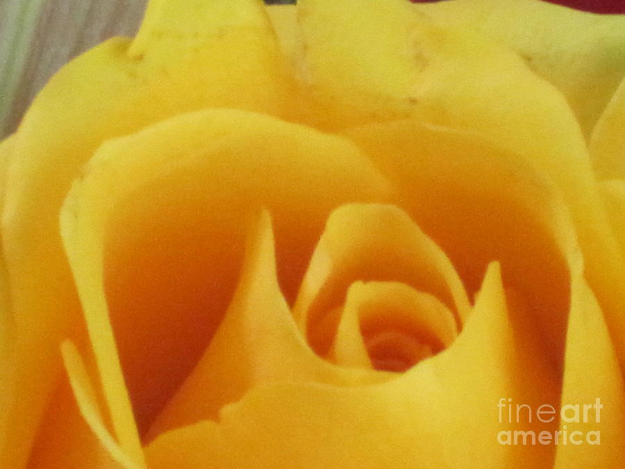 Abstract Yellow Rose 7 Photograph by Tara  Shalton
