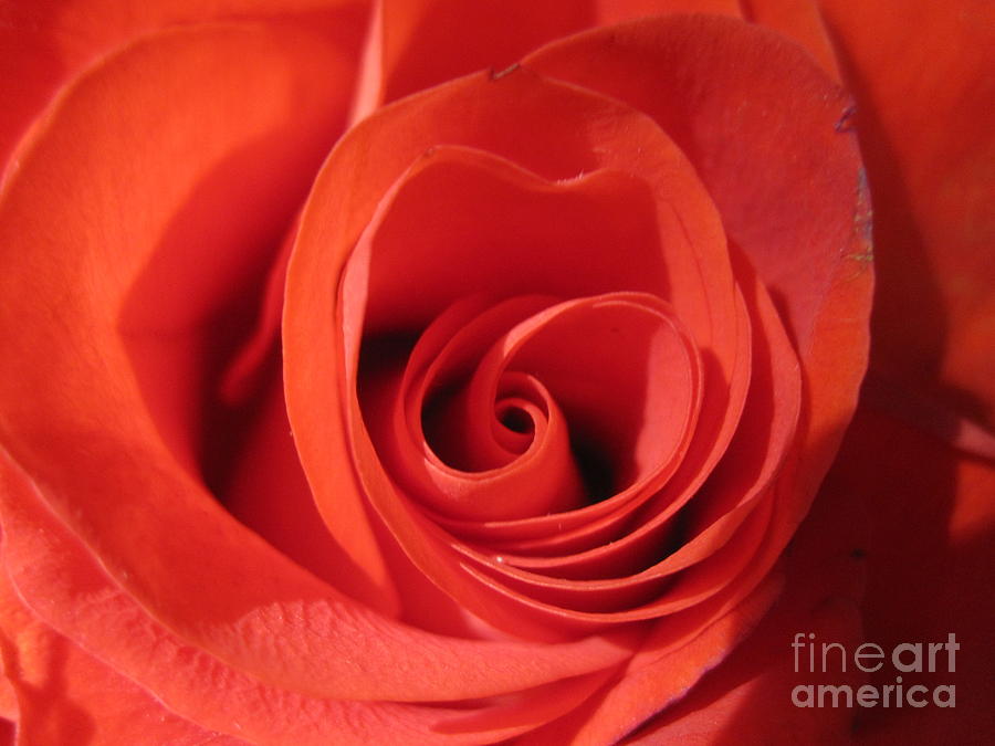 Abstract Orange Rose 8 Photograph by Tara  Shalton
