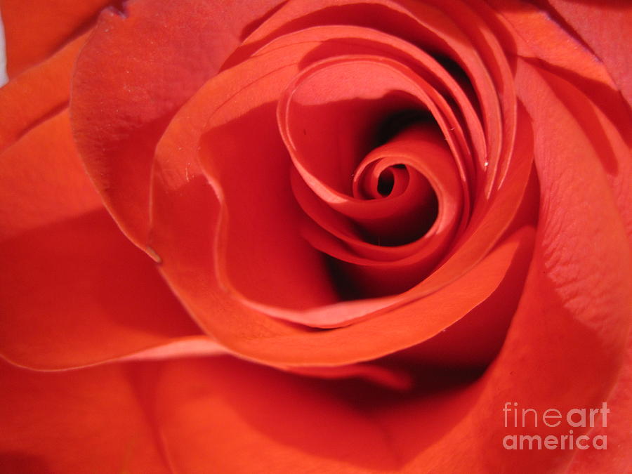Abstract Orange Rose 9 Photograph by Tara  Shalton