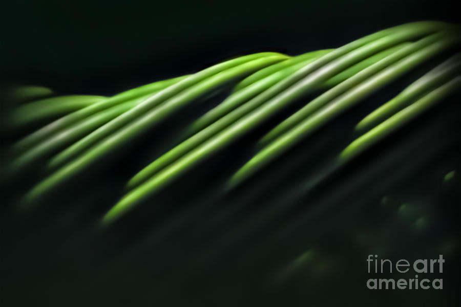 Sensual Palm Fronds 8667 Photograph by Walt Foegelle