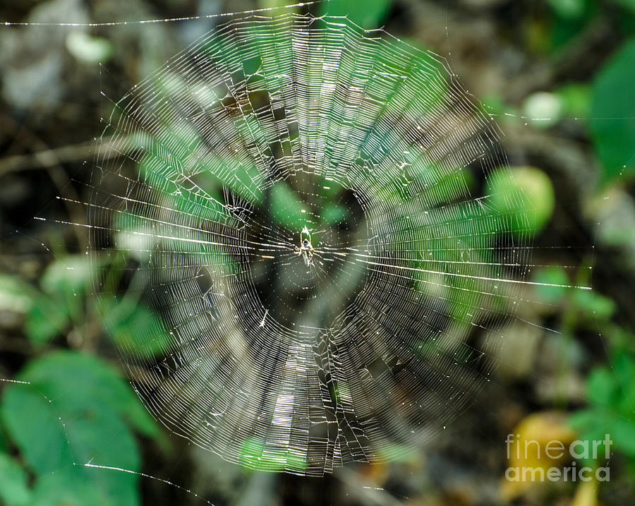 Abstract Spider Web Photograph by Donna Brown