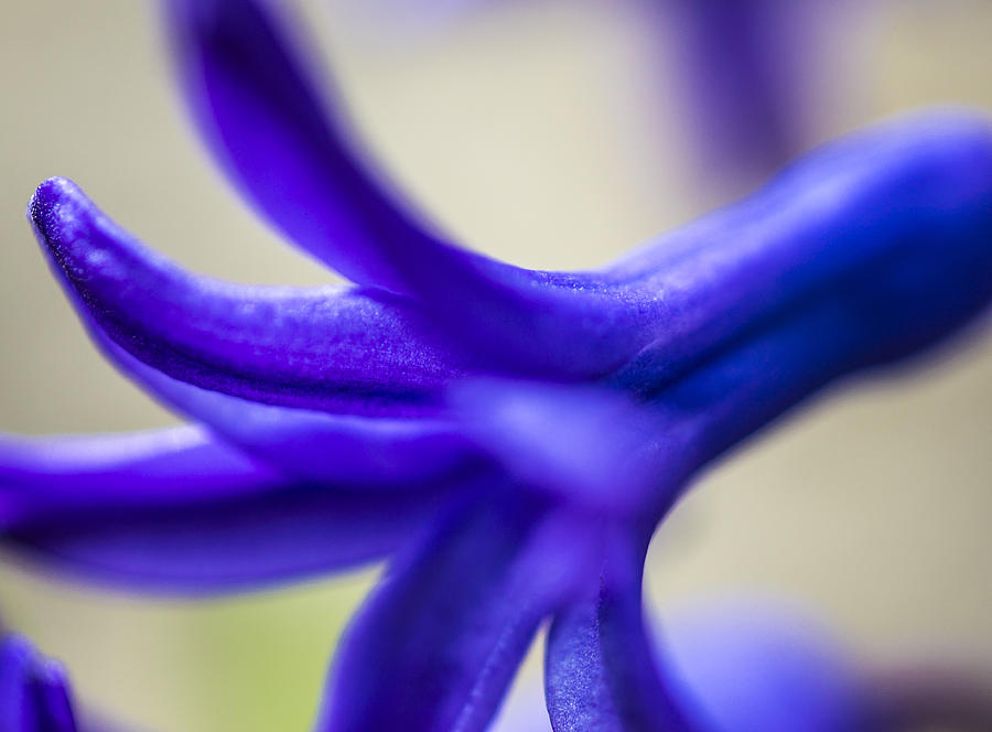 Abstract spring flower  Photograph by Arkady Kunysz