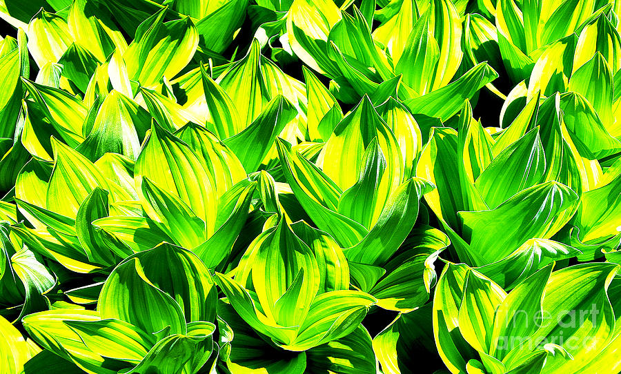 Abstract Springtime Lush Green Corn Lilies In A Colorado Mountain Meadow Photograph by Jerry Cowart
