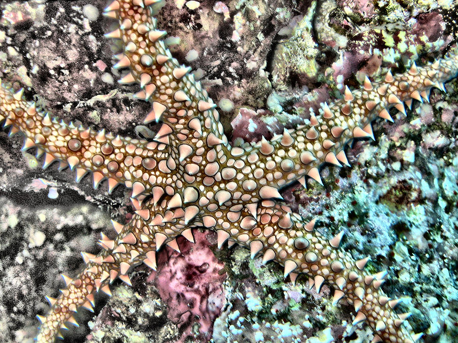 Star Fish Digital Art by Roy Pedersen
