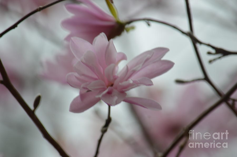 Abstract Star Magnolias Photograph by Maria Urso