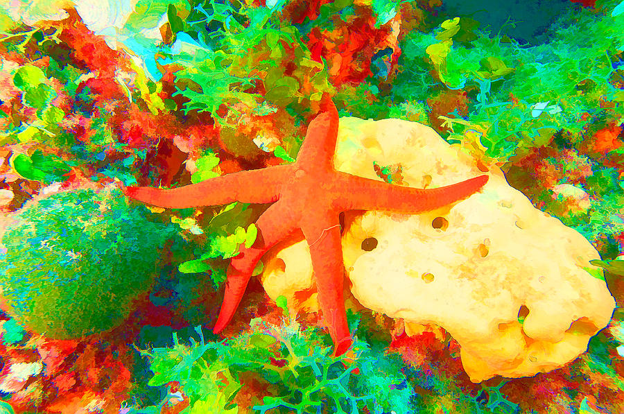 Starfish on a Sponge Digital Art by Roy Pedersen