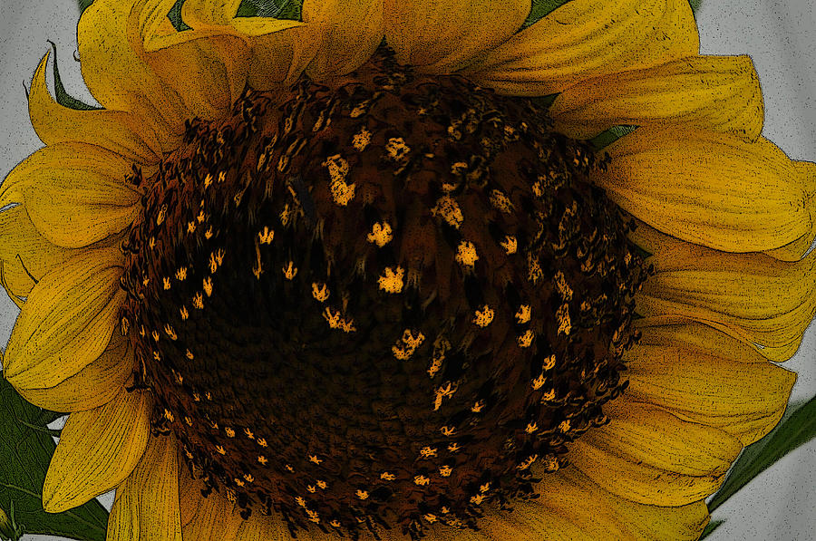 Abstract Photograph - Abstract Sun Flower by Valarie Davis