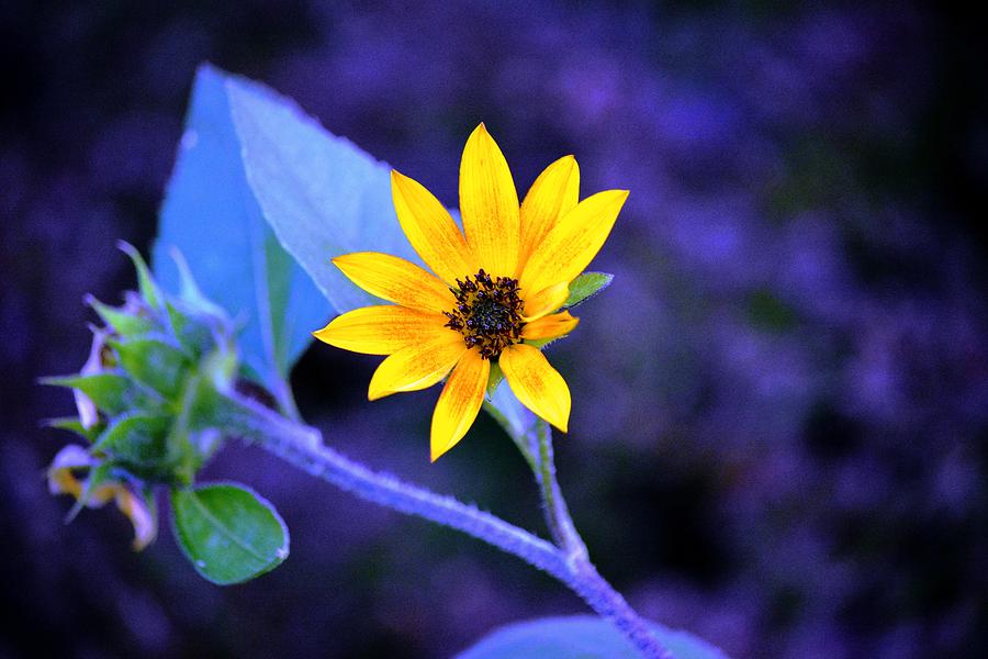 Sunflower Photograph - Abstract Sunflower by Karen Majkrzak