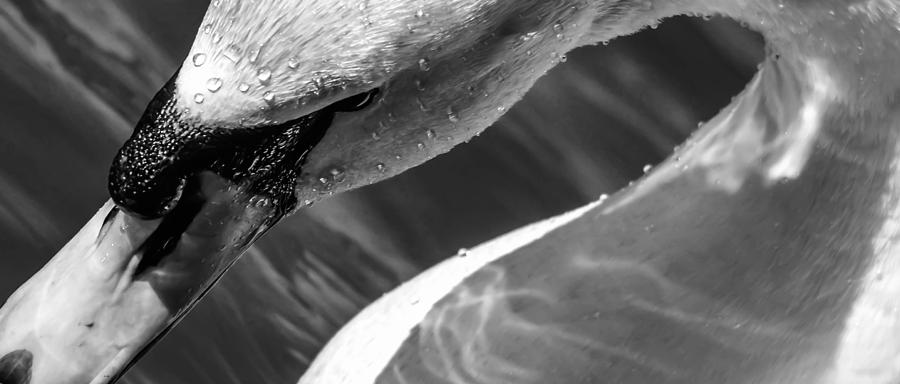 Abstract Swan Photograph by Brian Stevens