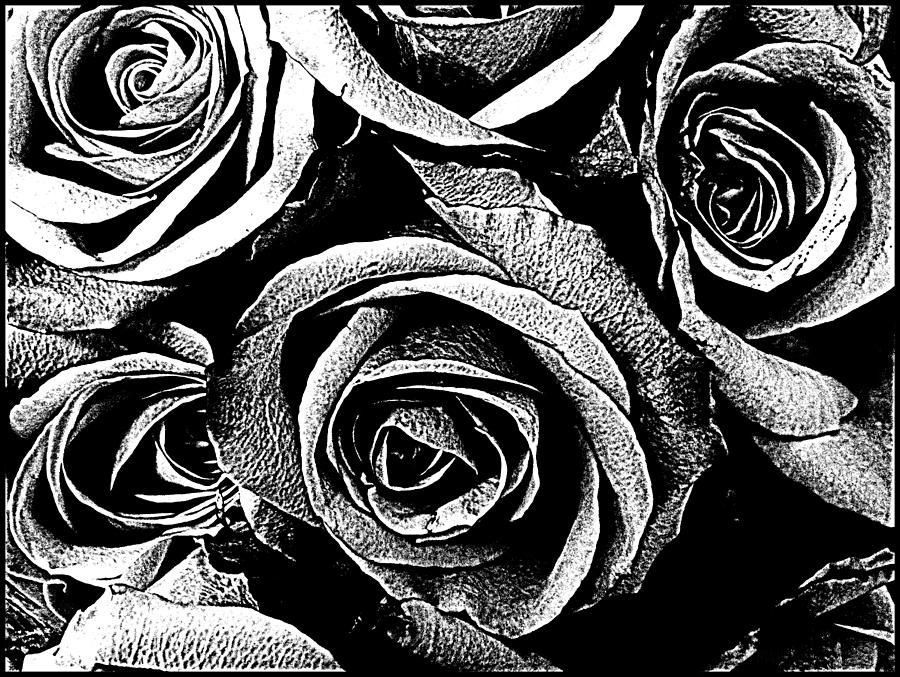 Dark Star Roses For David Bowie Photograph by Kathy Barney
