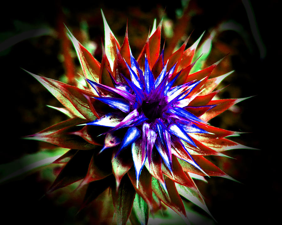 Abstract Thistle Photograph by Pete Trenholm
