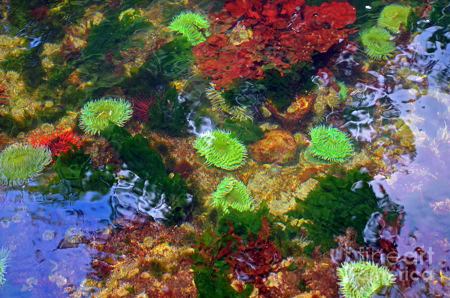 Abstract tidal pool Photograph by Frank Larkin