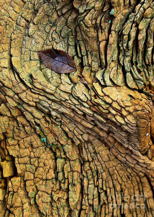 Abstract Tree Art Photograph by Martyn Arnold