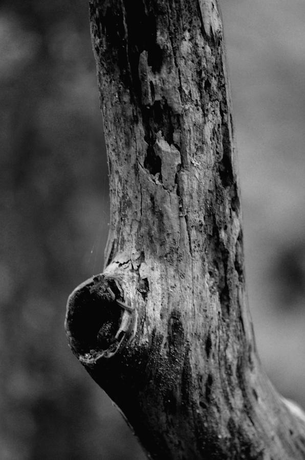 Tree Photograph - Abstract Tree Limb BW by Maria Urso