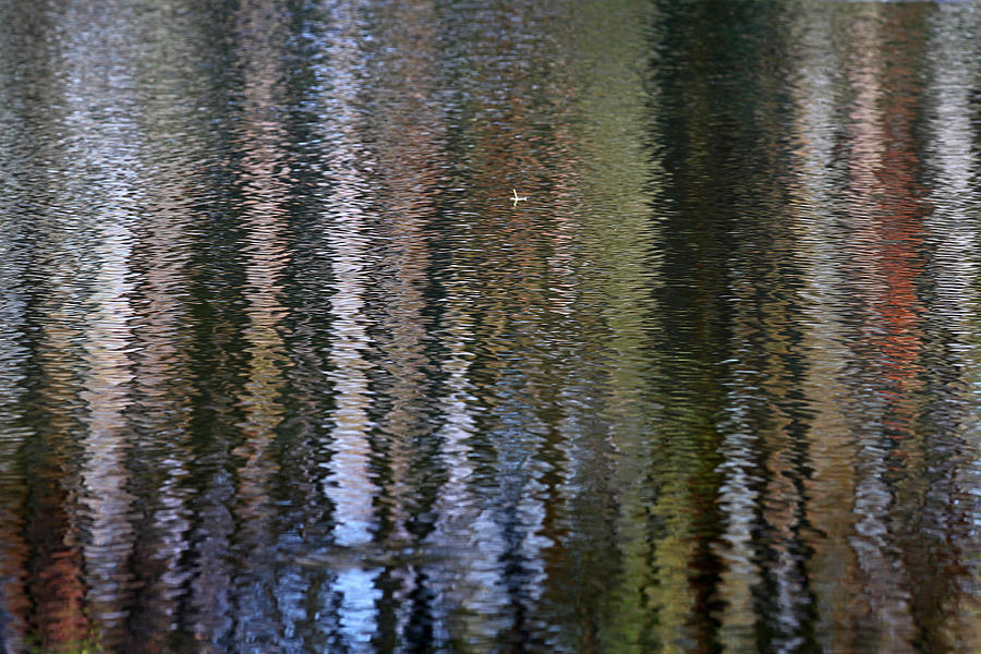 Abstract Tree Reflections Photograph by Juergen Roth