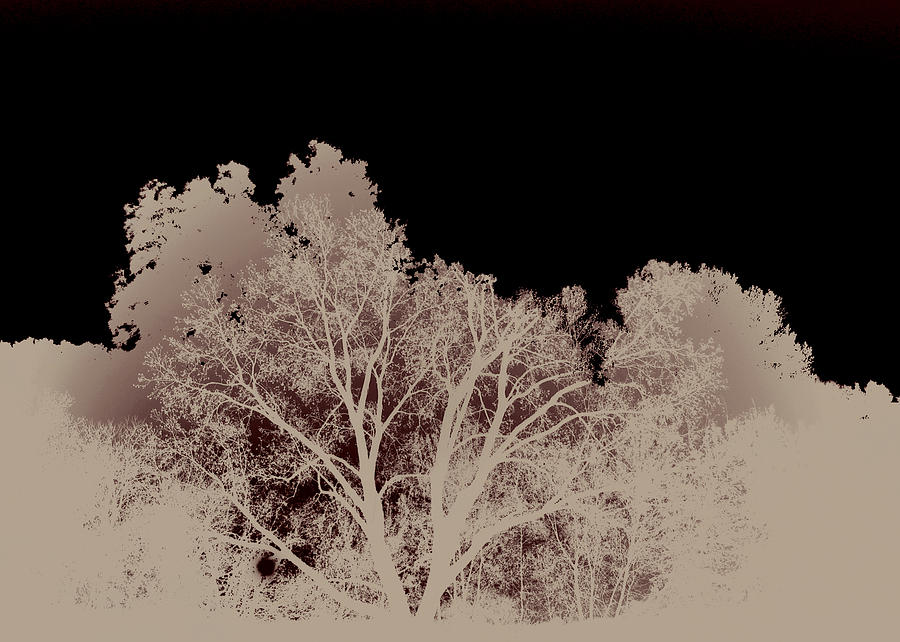 Abstract Trees Photograph by Ann Powell