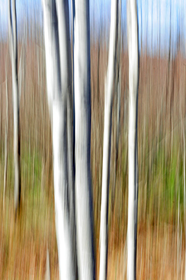 Abstract Trees Photograph by Barbara West