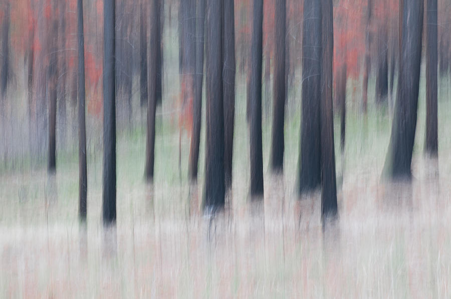 Abstract trees Photograph by Carolyn DAlessandro