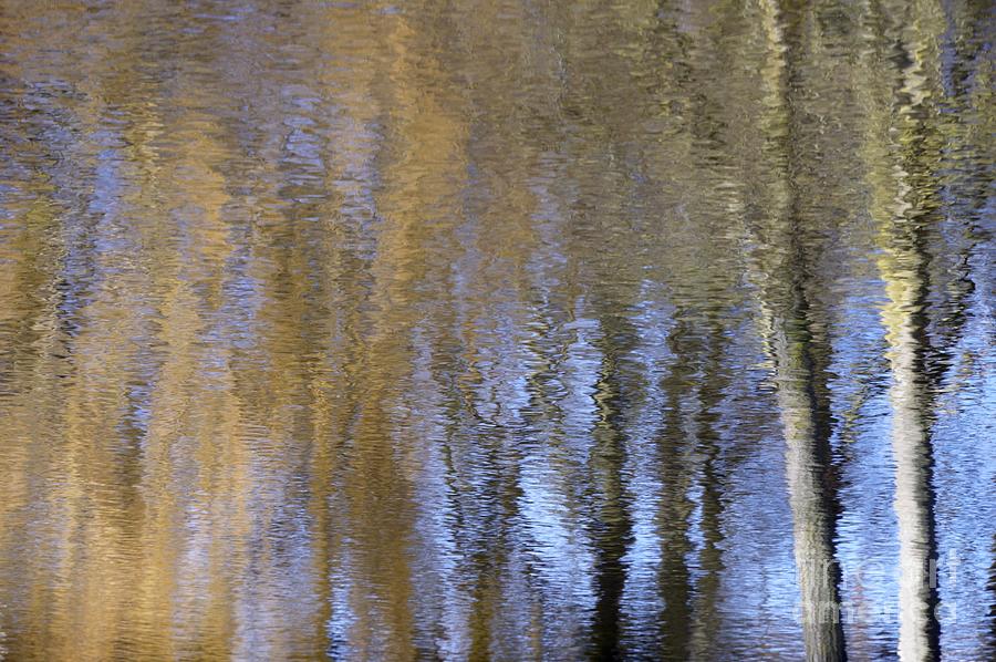 Pattern Photograph - Abstract Trees 2 by Wendy Wilton