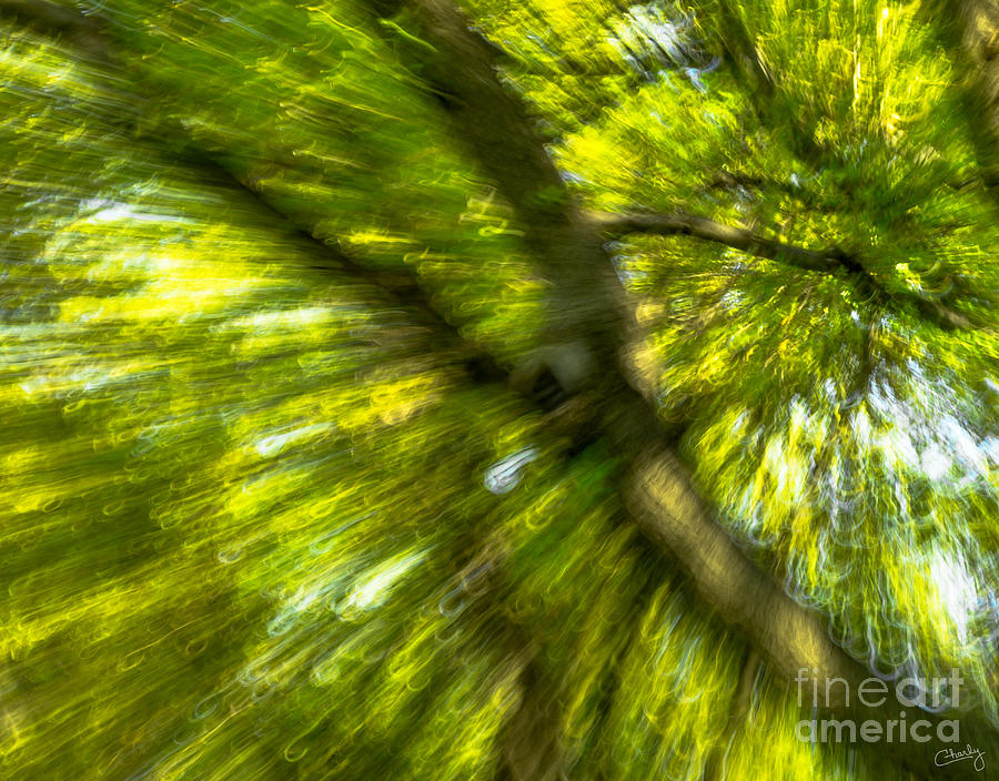 Abstract Trees Photograph by Imagery by Charly
