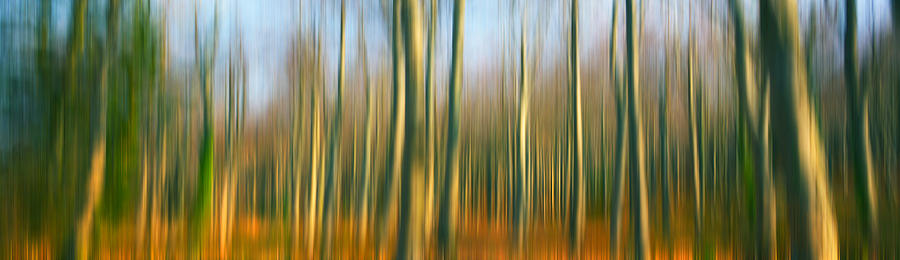 Abstract Trees Photograph by Mal Bray