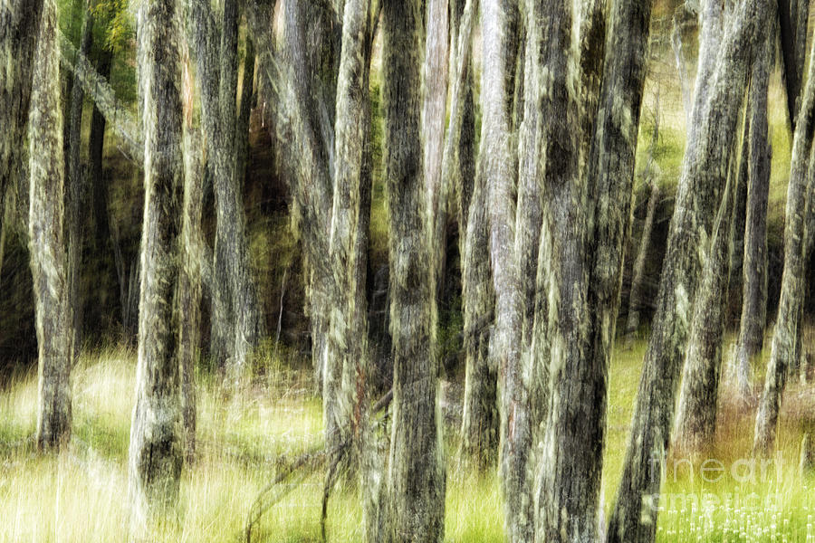 Abstract Trees Photograph by Timothy Hacker