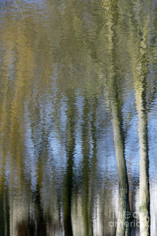 Abstract Trees Photograph by Wendy Wilton